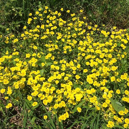 אמליה Agriturismo Podere Luchiano מראה חיצוני תמונה