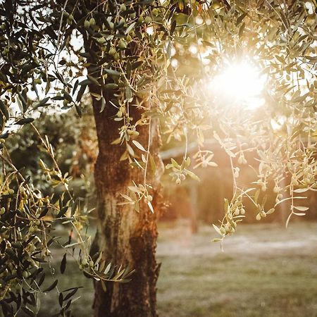 אמליה Agriturismo Podere Luchiano מראה חיצוני תמונה