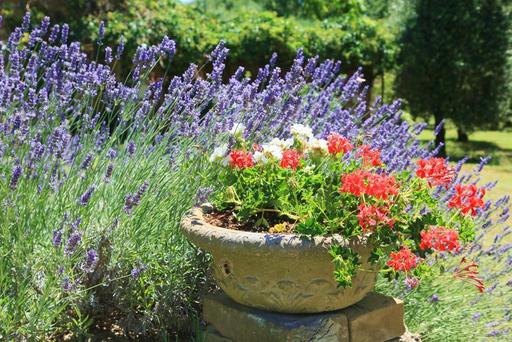 אמליה Agriturismo Podere Luchiano מראה חיצוני תמונה