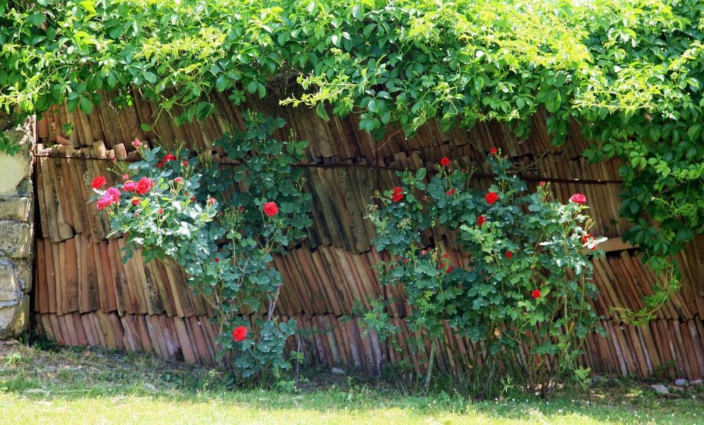אמליה Agriturismo Podere Luchiano מראה חיצוני תמונה