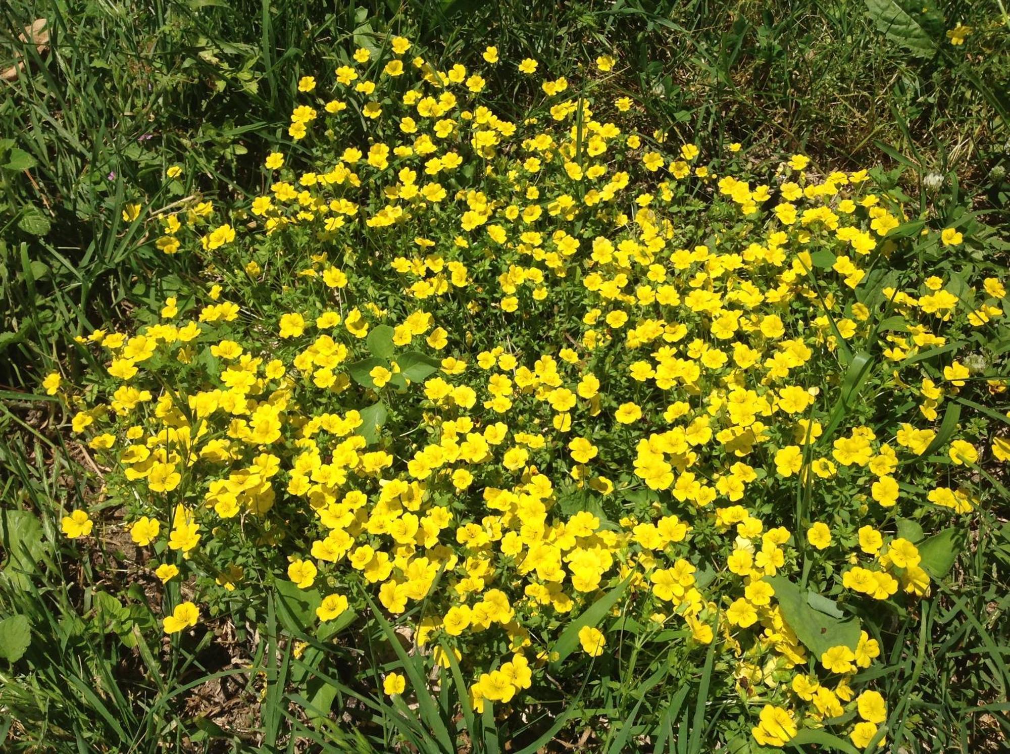 אמליה Agriturismo Podere Luchiano מראה חיצוני תמונה