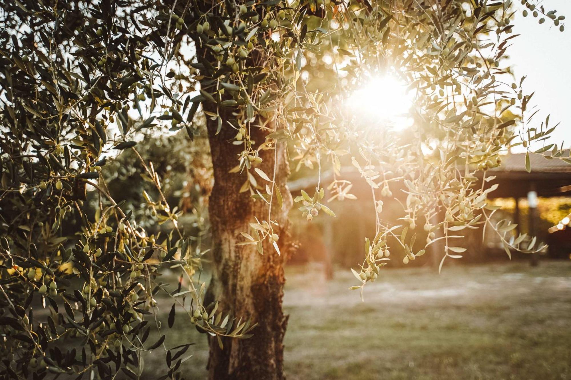 אמליה Agriturismo Podere Luchiano מראה חיצוני תמונה