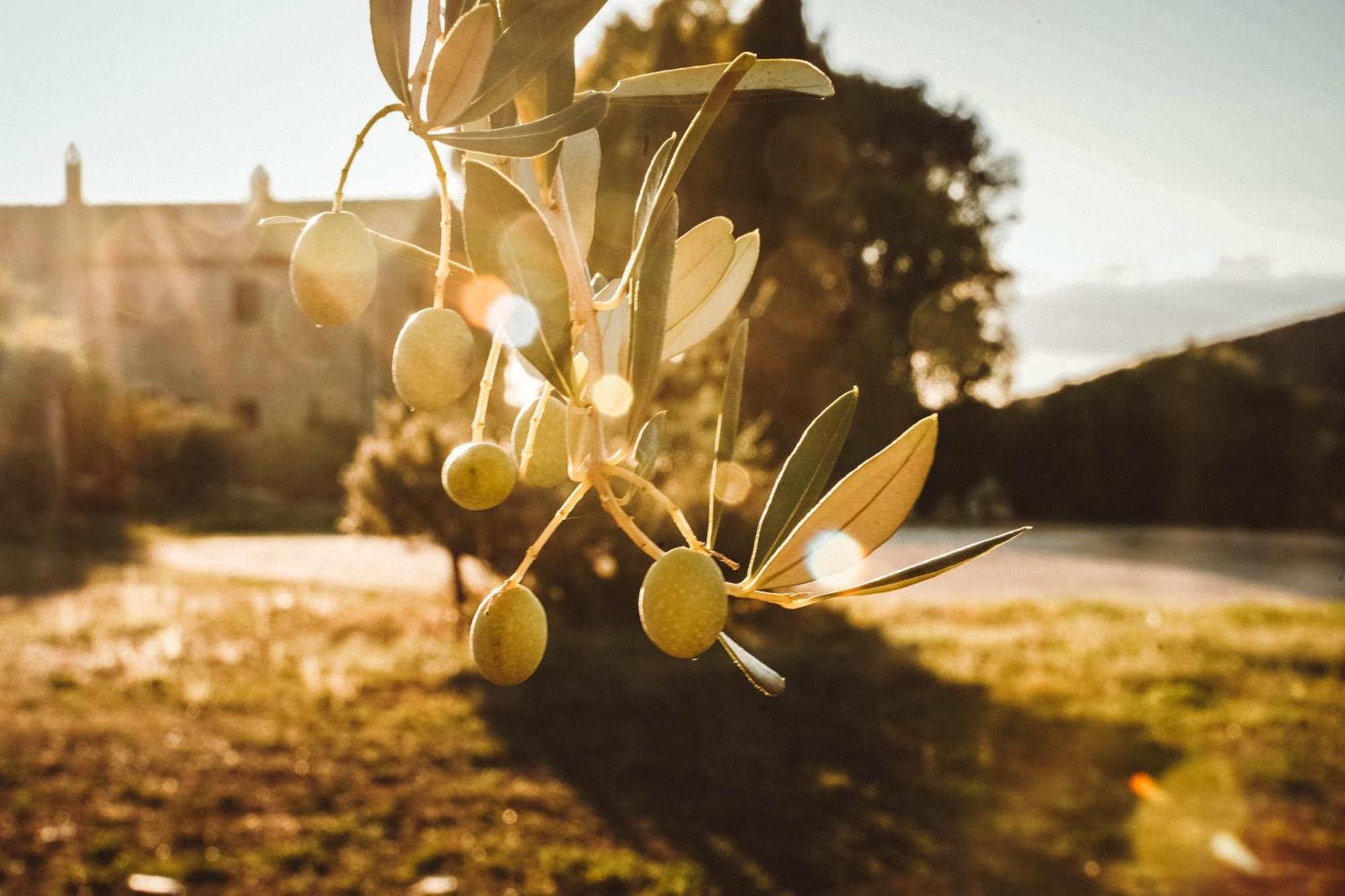אמליה Agriturismo Podere Luchiano מראה חיצוני תמונה