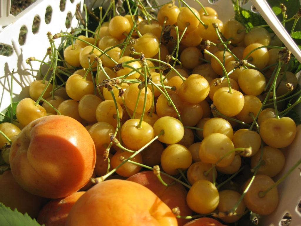 אמליה Agriturismo Podere Luchiano מראה חיצוני תמונה